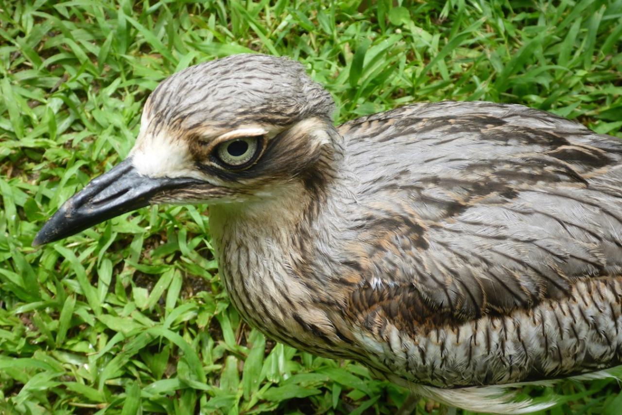 Kuranda Ngorongoro Lodge Eksteriør bilde