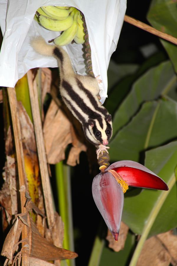 Kuranda Ngorongoro Lodge Eksteriør bilde